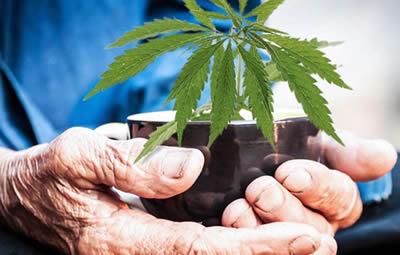 Cannabis and Older Adults